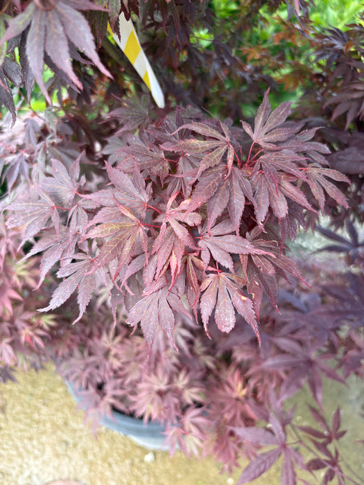 Elizabeth Japanese Maple