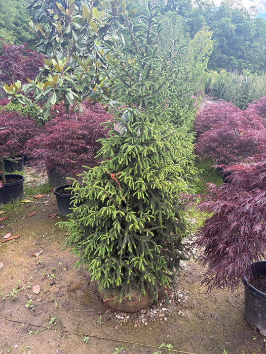 Gowdy Oriental Spruce