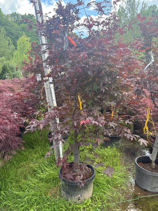 Bloodgood Japanese Maple