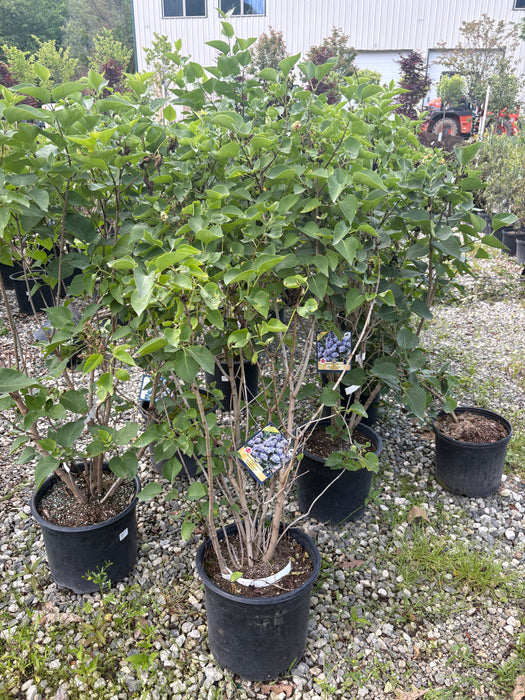 President Grevy Lilac