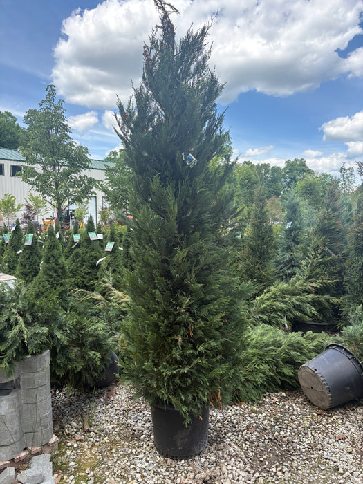 Leyland Cypress