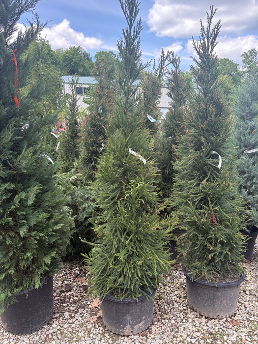 Radicans Japanese Cedar (Cryptomeria)