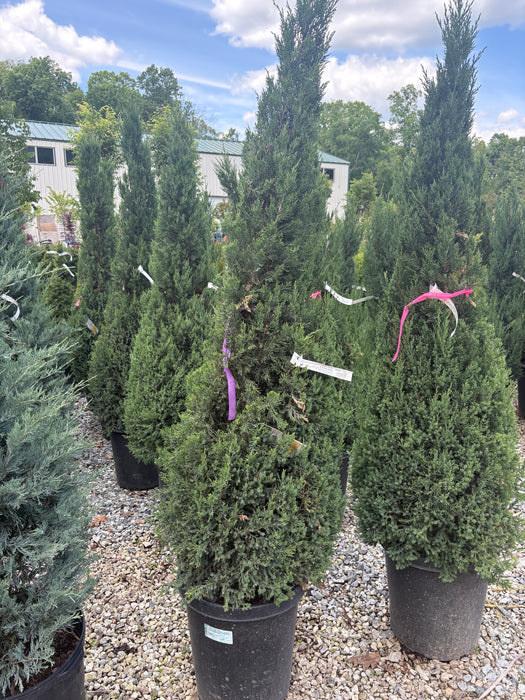 Blue Point Juniper