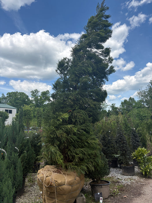 Yoshino Cryptomeria (Japanese Cedar)
