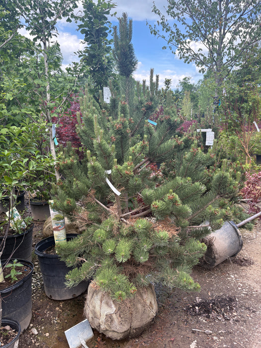 Silver Candles Mountain Pine