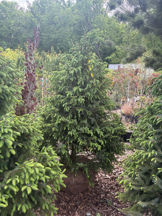 White Spruce