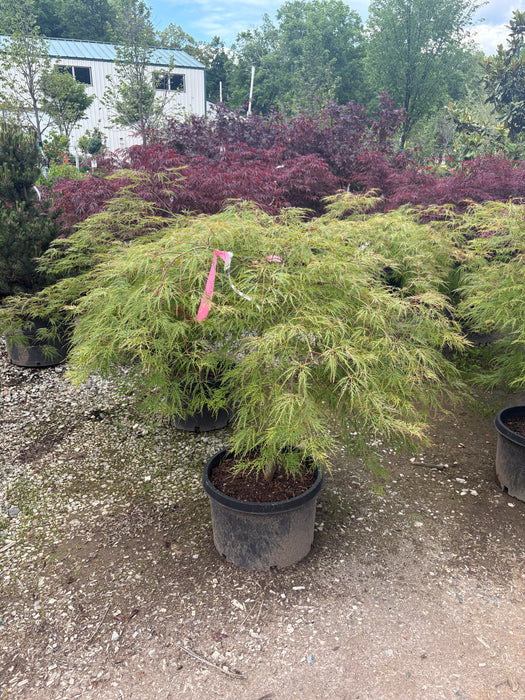 Green Lace Leaf Japanese Maple