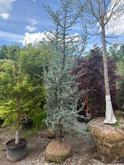 Blue Atlas Cedar