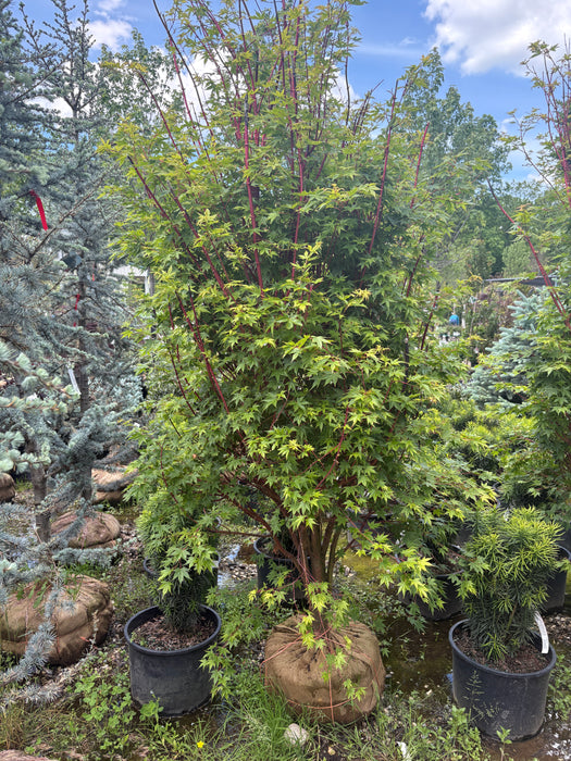 Winter Red Japanese Maple