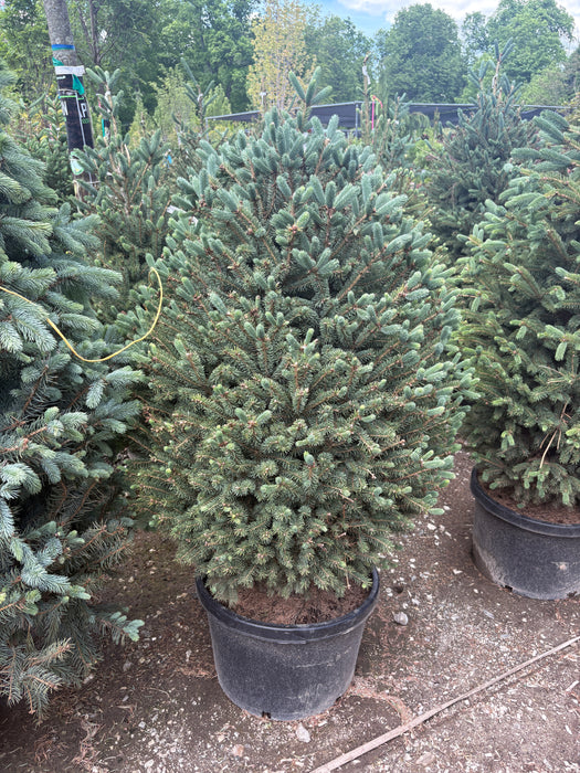 Whiskey Blue Hills Spruce