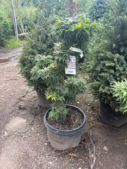 Mikawa Yasubusa Japanese Maple