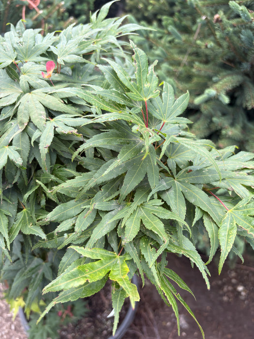 Mikawa Yasubusa Japanese Maple