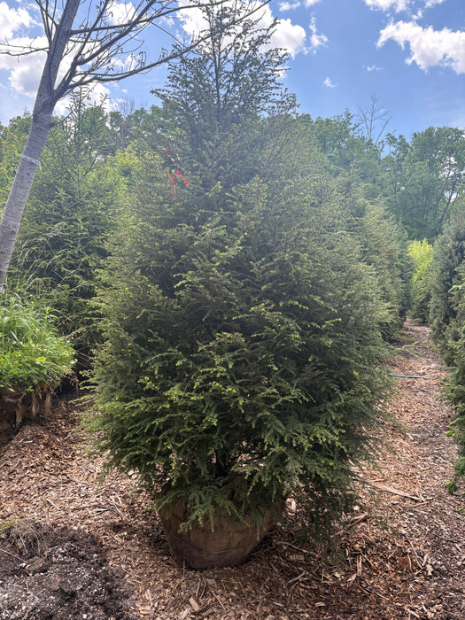 Canadian Hemlock