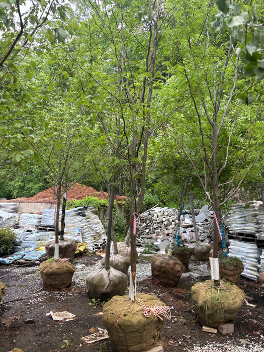Shademaster Thornless Honeylocust