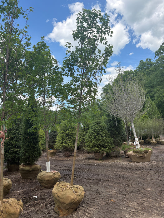 Sugar Maple