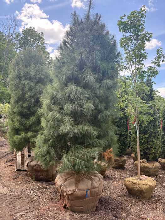 Eastern White Pine