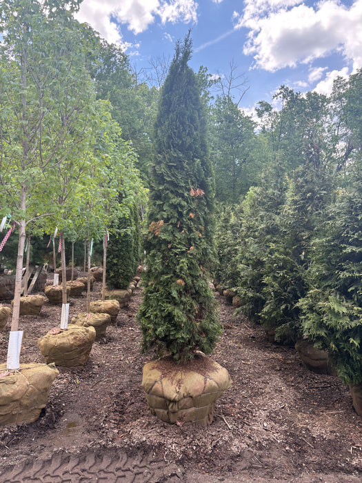 Emerald Green American Arborvitae