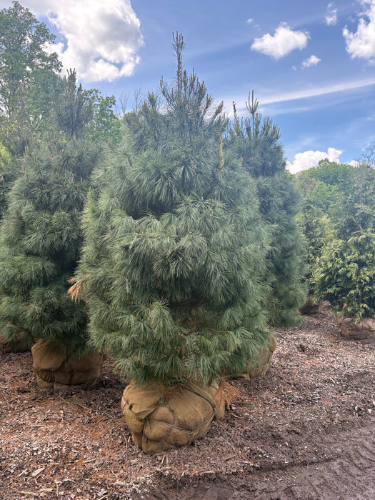 Eastern White Pine
