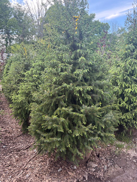 Serbian Spruce