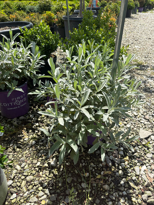 Iceberg Alley® Sageleaf Willow