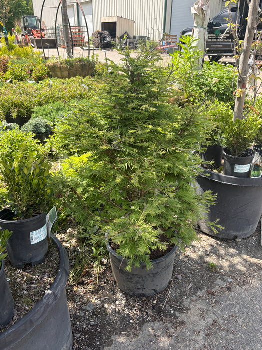 Hamlet's Broom Dawn Redwood