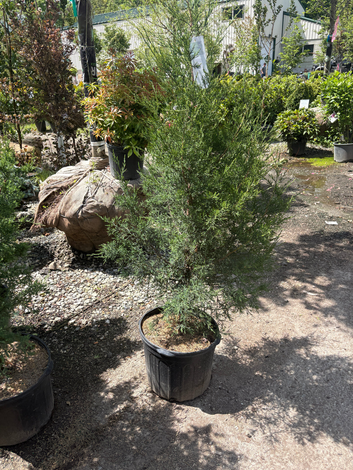 Eastern Red Cedar For Sale Online | Low-Maintenance Evergreen