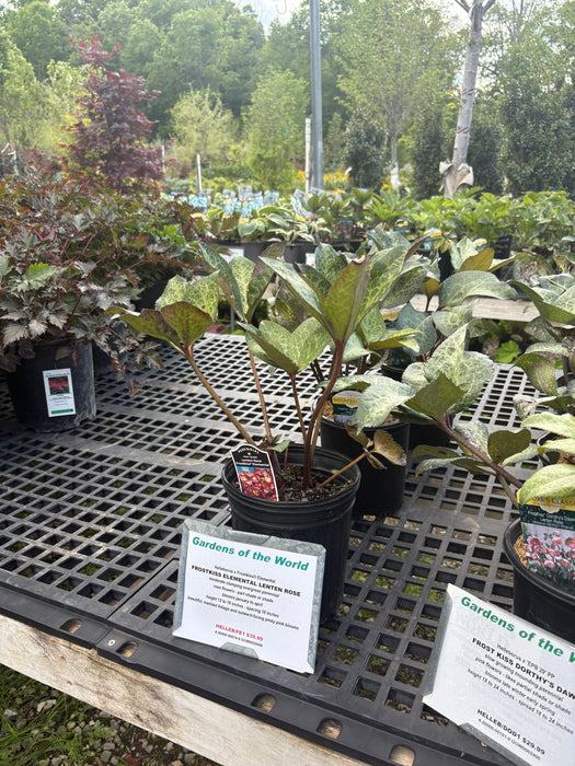 FrostKiss® Elemental Lenten Rose