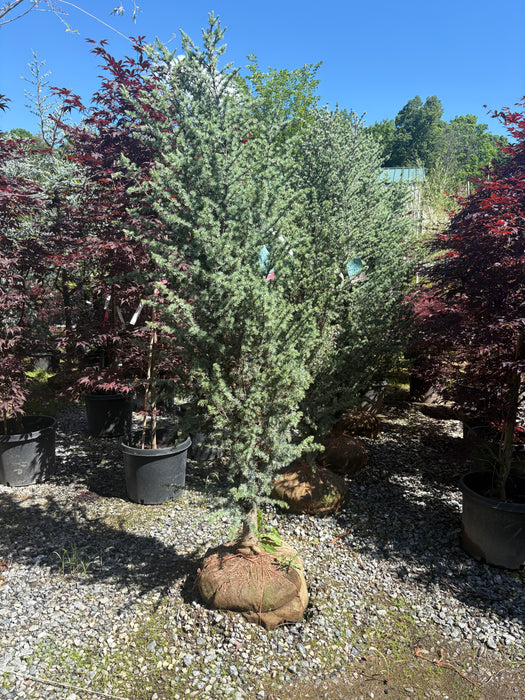 Fastigiate Atlas Cedar