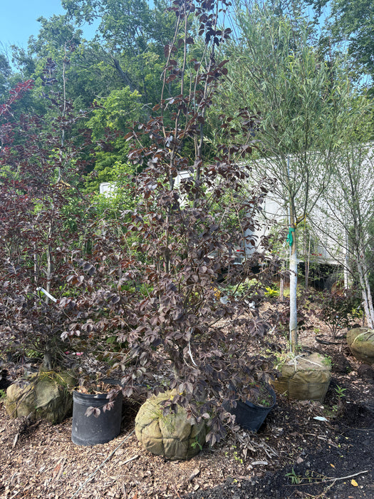River's Purple European Beech