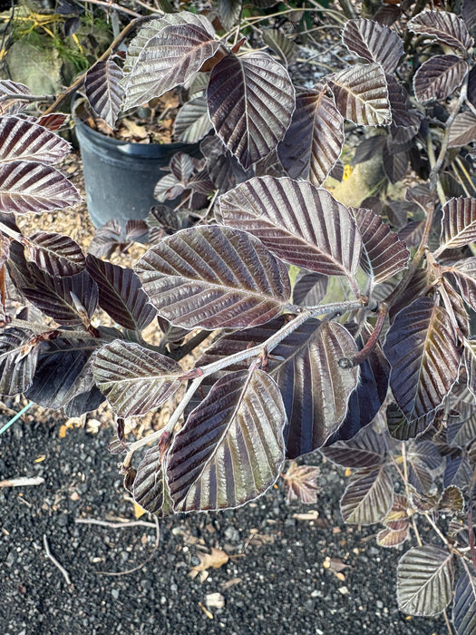 River's Purple European Beech