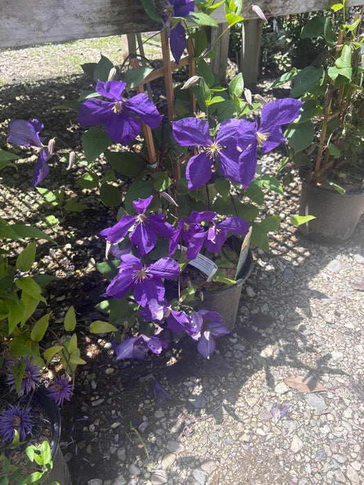 Superba Clematis