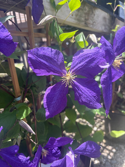 Superba Clematis