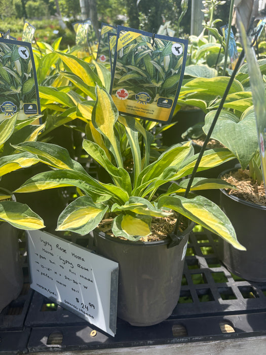 Gypsy Rose Hosta