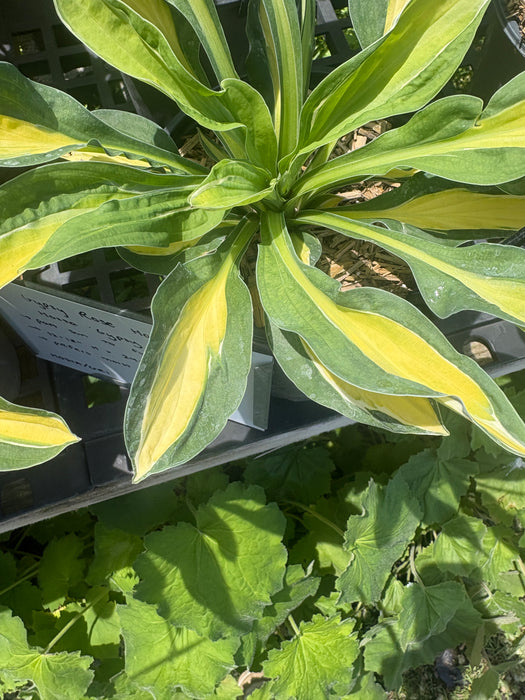Gypsy Rose Hosta