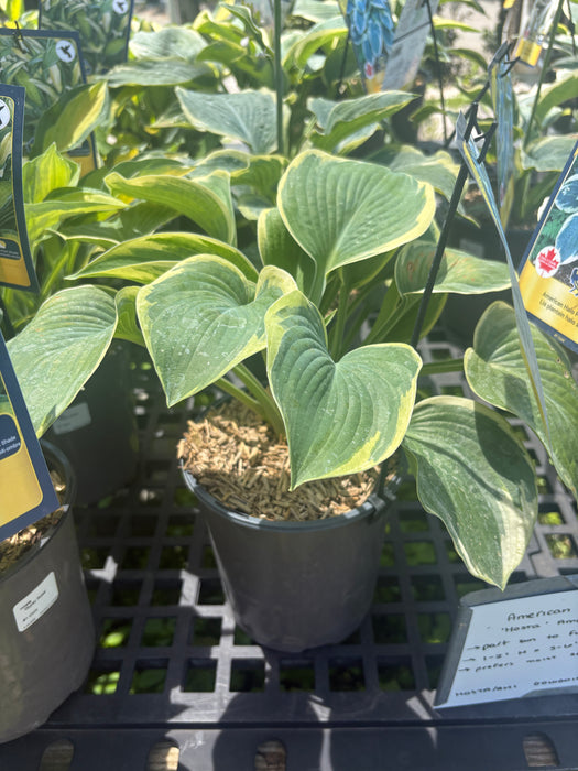 American Halo Hosta