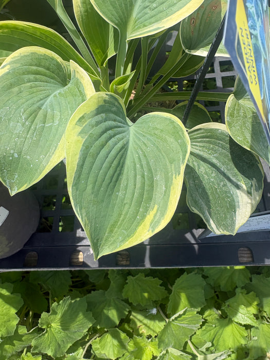 American Halo Hosta