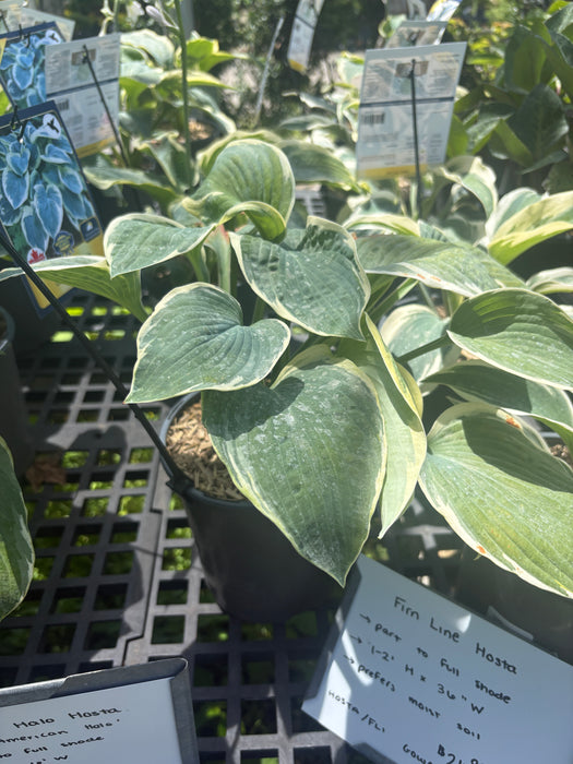 Firn Line Hosta