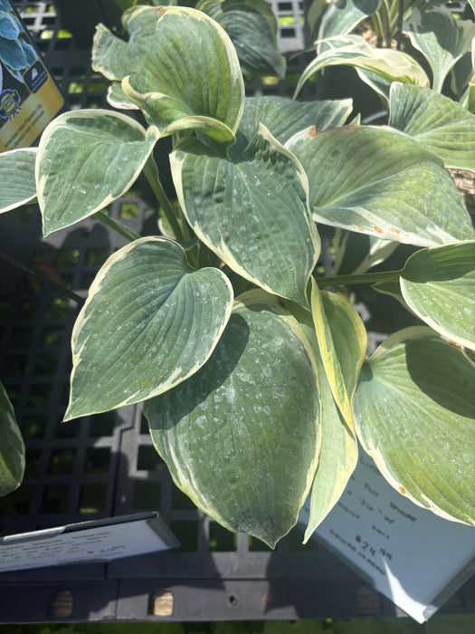 Firn Line Hosta