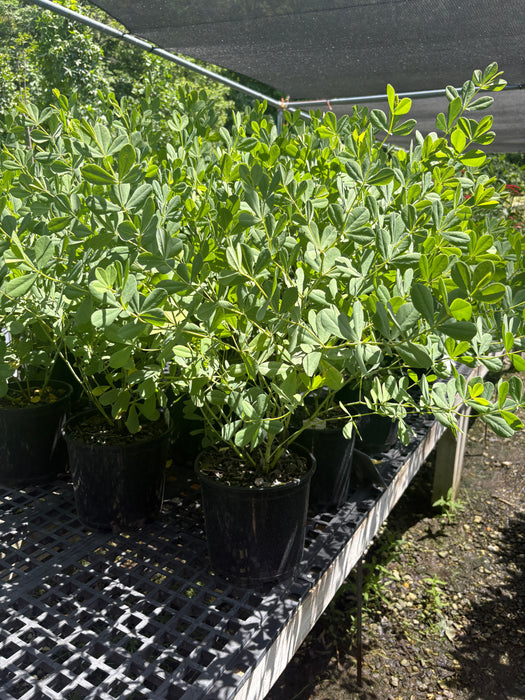 Lunar Eclipse False Indigo