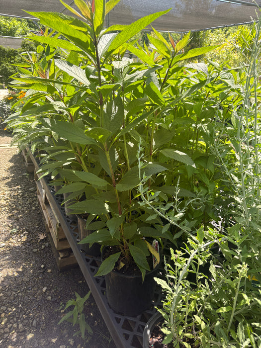 Baby Joe Pye Weed