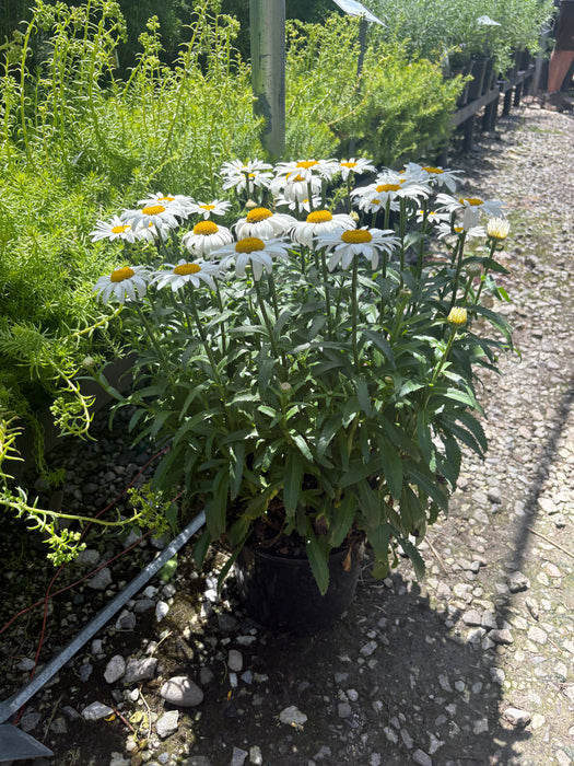 Snowcap Shasta Daisy