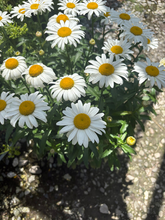Snowcap Shasta Daisy