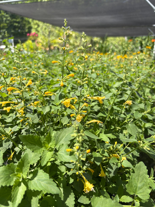 Summerlong™ Lemon Mexican Giant Hyssop