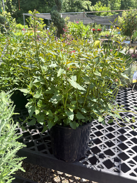 Summerlong™ Coral Mexican Giant Hyssop