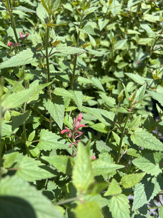 Summerlong™ Coral Mexican Giant Hyssop