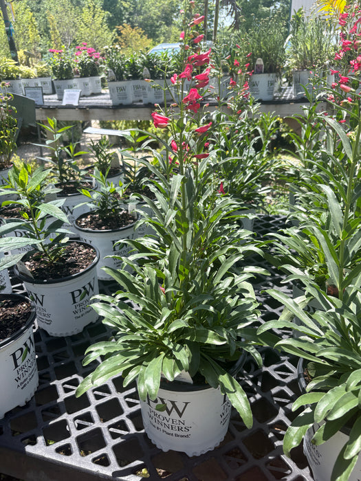 Rose Rhinestones Beardtongue (Penstemon)