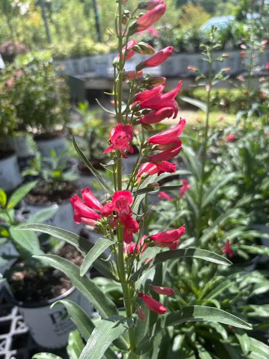 Rose Rhinestones Beardtongue (Penstemon)
