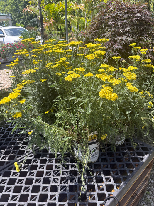 Firefly Sunshine Yarrow