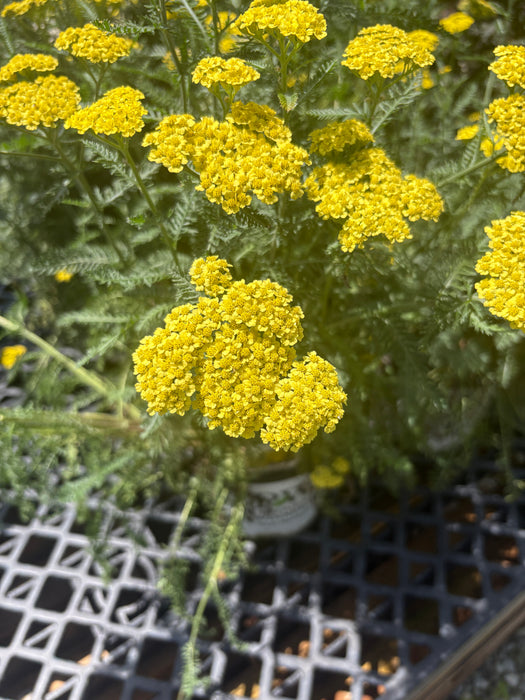 Firefly Sunshine Yarrow