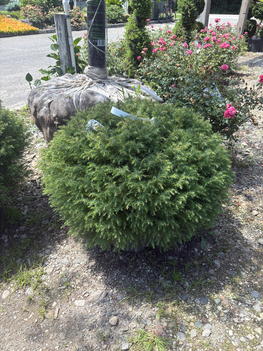 Mushroom Japanese Cedar